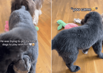 Big Dog Heartbreakingly Watches Puppies Play Without Him, Until Something Unexpected Happens