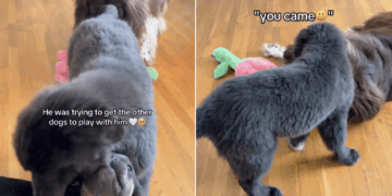 Big Dog Heartbreakingly Watches Puppies Play Without Him, Until Something Unexpected Happens