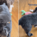Big Dog Heartbreakingly Watches Puppies Play Without Him, Until Something Unexpected Happens
