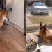 What a House Full of Adopted Dogs No One Wanted Looks Like Once They’re Chosen