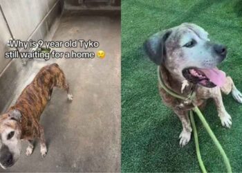 Senior Shelter Dog Proves His Bright Spirit Is Too Big for Kennel Walls but Not a Home