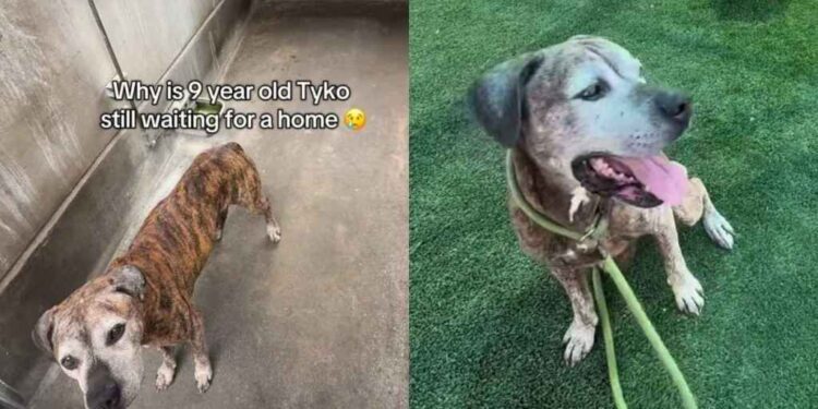 Senior Shelter Dog Proves His Bright Spirit Is Too Big for Kennel Walls but Not a Home
