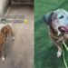 Senior Shelter Dog Proves His Bright Spirit Is Too Big for Kennel Walls but Not a Home