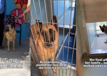Shelter Dog Cries for Days After Family Surrenders Her & ‘Walks Away Laughing’