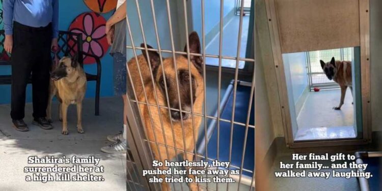 Shelter Dog Cries for Days After Family Surrenders Her & ‘Walks Away Laughing’