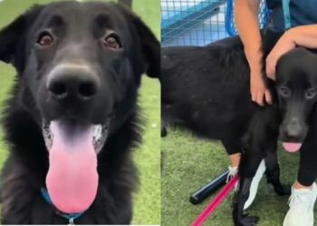 Shelter Dog Thought He Was Going for a Car Ride, Only To Face His Worst Nightmare