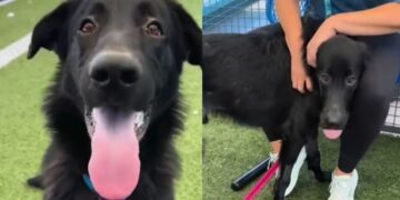 Shelter Dog Thought He Was Going for a Car Ride, Only To Face His Worst Nightmare