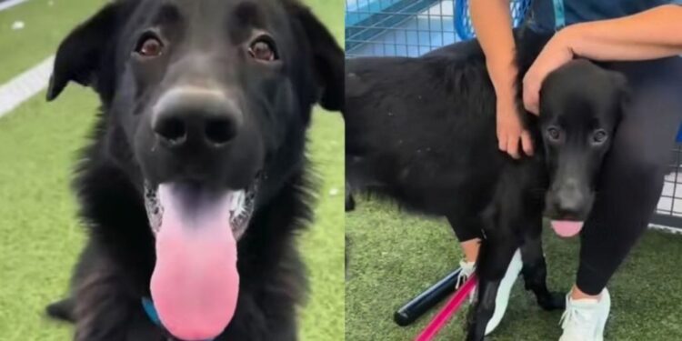 Shelter Dog Thought He Was Going for a Car Ride, Only To Face His Worst Nightmare