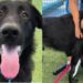 Shelter Dog Thought He Was Going for a Car Ride, Only To Face His Worst Nightmare