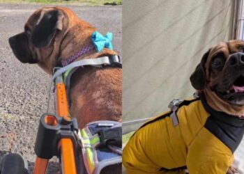 Paralyzed Shelter Dog Prepares for His Best Day, Only to Be Handed a Heartbreaking Outcome