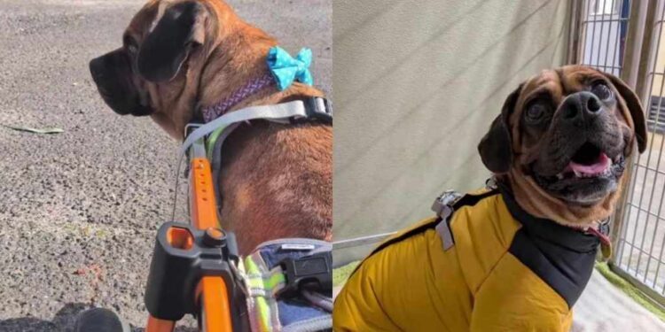 Paralyzed Shelter Dog Prepares for His Best Day, Only to Be Handed a Heartbreaking Outcome