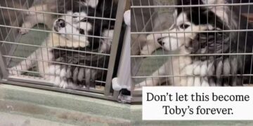 Shelter Dog Adjusts to Life in a Tiny Kennel, but That Doesn’t Make It the Forever He Deserves