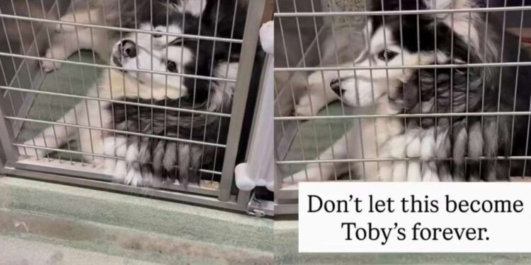 Shelter Dog Adjusts to Life in a Tiny Kennel, but That Doesn’t Make It the Forever He Deserves