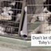 Shelter Dog Adjusts to Life in a Tiny Kennel, but That Doesn’t Make It the Forever He Deserves