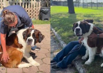 Shelter Dog Ends up in a Kennel Wondering Where His Family Went, Then the Unthinkable Happens