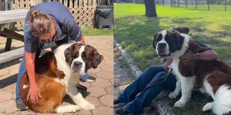 Shelter Dog Ends up in a Kennel Wondering Where His Family Went, Then the Unthinkable Happens