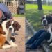 Shelter Dog Ends up in a Kennel Wondering Where His Family Went, Then the Unthinkable Happens