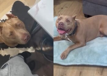 Shelter Dog Almost Didn’t Make It Out Until a Rescue Stepped in To Give Him What He Longed For