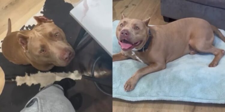 Shelter Dog Almost Didn’t Make It Out Until a Rescue Stepped in To Give Him What He Longed For