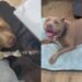 Shelter Dog Almost Didn’t Make It Out Until a Rescue Stepped in To Give Him What He Longed For