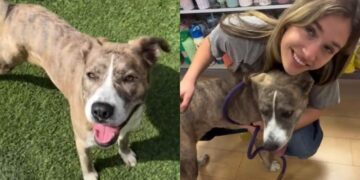 Human Rescues Shelter Dog, Only for a Cruel Twist To Change Everything