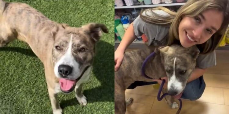Human Rescues Shelter Dog, Only for a Cruel Twist To Change Everything