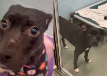 Shelter Dog Once Tried To Disappear Until a Human’s Act of Kindness Changes Her for the Better