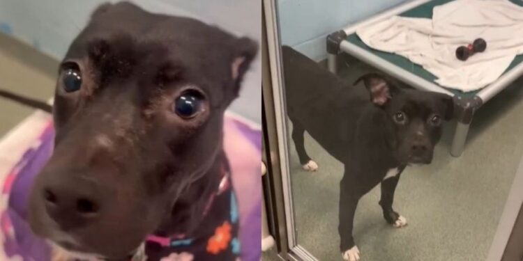 Shelter Dog Once Tried To Disappear Until a Human’s Act of Kindness Changes Her for the Better