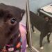 Shelter Dog Once Tried To Disappear Until a Human’s Act of Kindness Changes Her for the Better