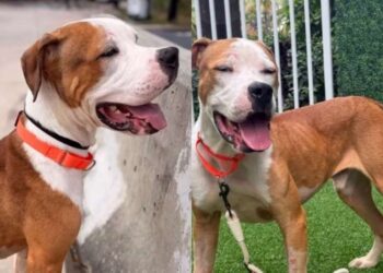 Shelter Dog Was ‘Discarded Like Trash’ Until a Human Saw Him for What He’s Worth