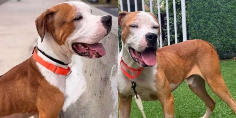 Shelter Dog Was ‘Discarded Like Trash’ Until a Human Saw Him for What He’s Worth