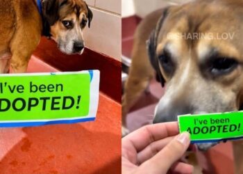 Shelter Dog Spent His Days Howling & Crying, Unaware That His Whole Life Was About To Change