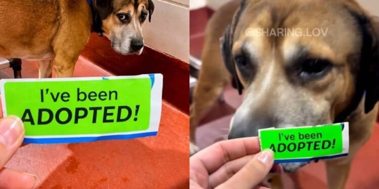 Shelter Dog Spent His Days Howling & Crying, Unaware That His Whole Life Was About To Change