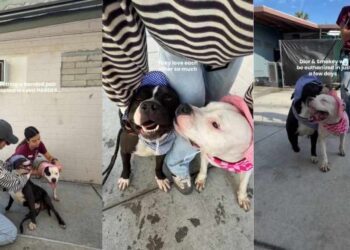 Shelter Dogs Have Already Lost Their Family, but Now They Risk Losing Each Other as Well