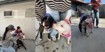 Shelter Dogs Have Already Lost Their Family, but Now They Risk Losing Each Other as Well