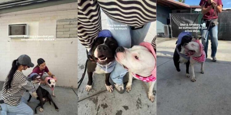 Shelter Dogs Have Already Lost Their Family, but Now They Risk Losing Each Other as Well