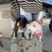 Shelter Dogs Have Already Lost Their Family, but Now They Risk Losing Each Other as Well