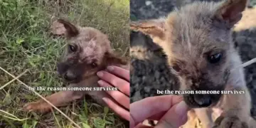 Human Becomes the Reason Tiny Rescue Puppy All Alone on the Roadside Lives To See Another Day