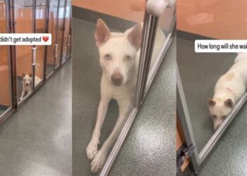 Shelter Dog’s Eyes Give Away Her Heartbreaking Story When Human Visits Her