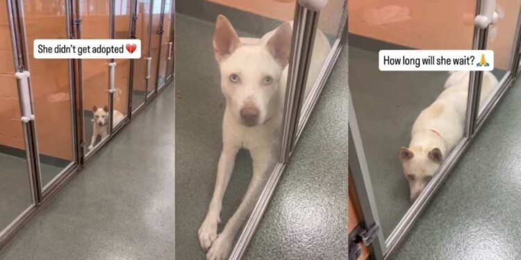 Shelter Dog’s Eyes Give Away Her Heartbreaking Story When Human Visits Her