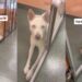 Shelter Dog’s Eyes Give Away Her Heartbreaking Story When Human Visits Her
