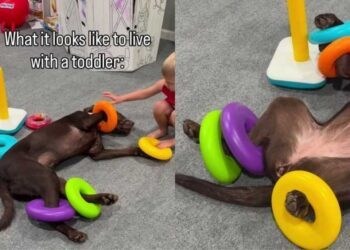 Dog Is ‘Fully Committed’ To Living the Toddler Life & Their Playtime Is Proof Enough