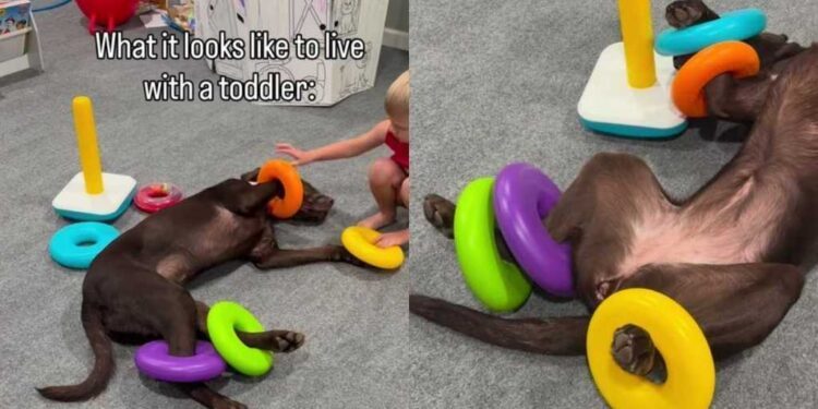 Dog Is ‘Fully Committed’ To Living the Toddler Life & Their Playtime Is Proof Enough