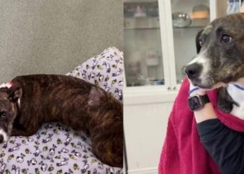 Tripod Shelter Dog Waited for a Second Chance & a Community Made Sure She Got One
