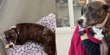 Tripod Shelter Dog Waited for a Second Chance & a Community Made Sure She Got One