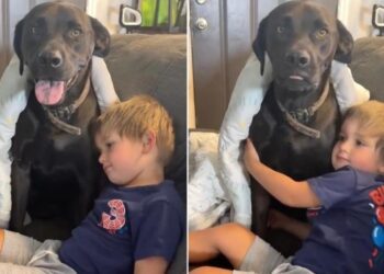 Dog Sneaks Into Neighbor’s Home To Play With Toddler & His ‘Double Life’ Is Exhausting
