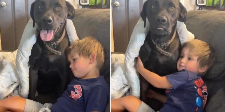 Dog Sneaks Into Neighbor’s Home To Play With Toddler & His ‘Double Life’ Is Exhausting