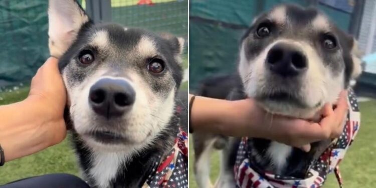 Human Sees Shelter Dog ‘Worse for the Wear’ & Her Maternal Instincts Take Over