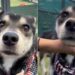 Human Sees Shelter Dog ‘Worse for the Wear’ & Her Maternal Instincts Take Over