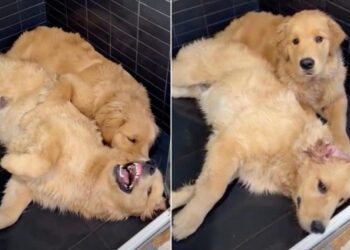 Golden Retriever Siblings Pick the Worst Possible Spot for Playtime
